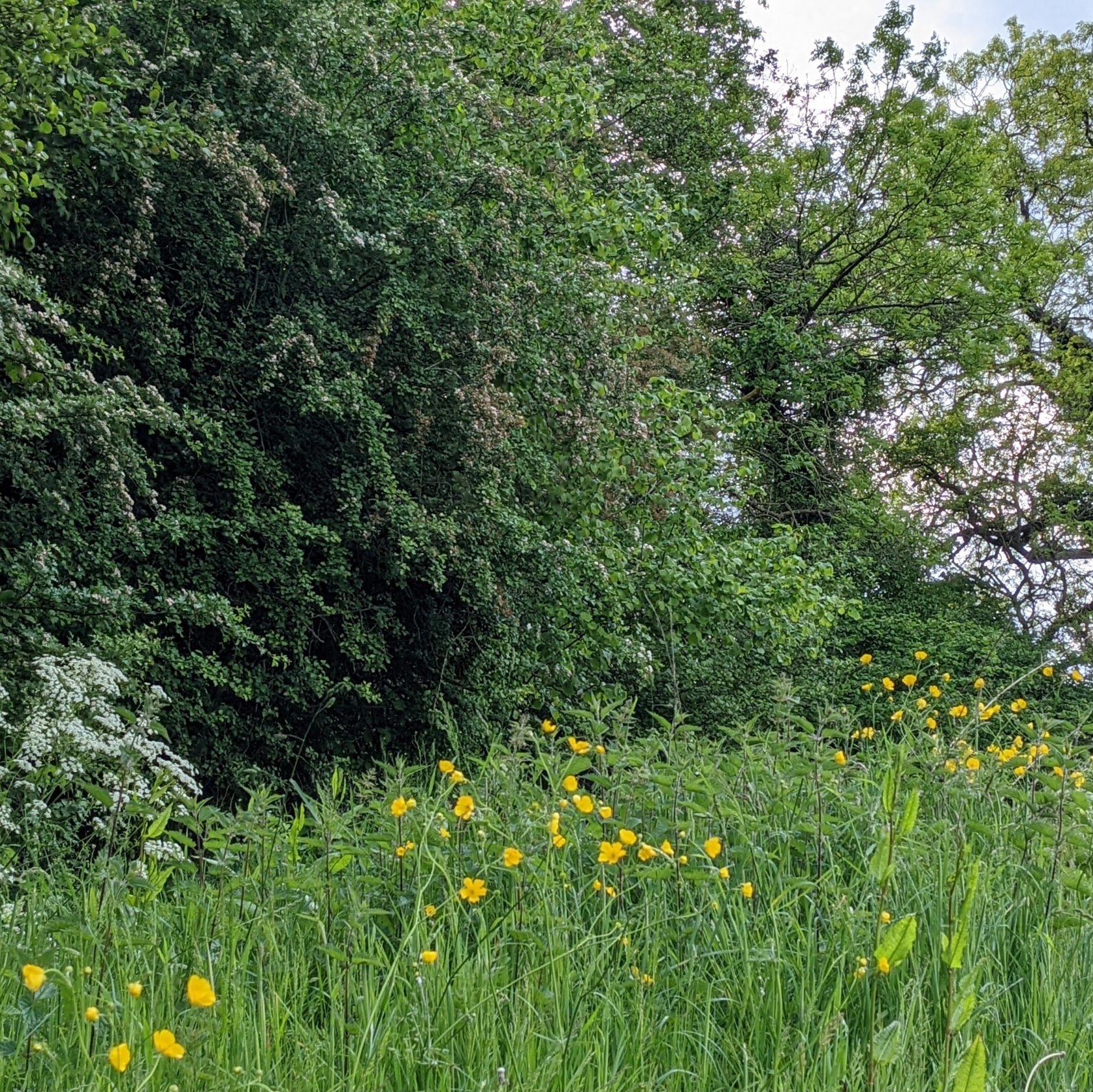 View of a Woodland hedgerow containing hogweed from a meadow. 